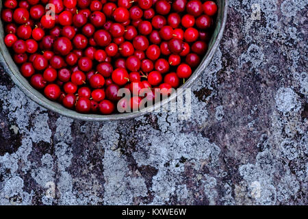 Ciotola di Lingonbacche su una roccia. Appena colto il cowberry sulla ciotola di metallo. Foto Stock