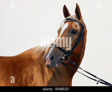 Per purosangue cavallo ritratto nel prigioniero al giorno di estate Foto Stock