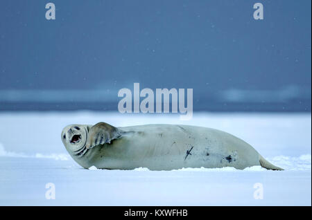 Guarnizione Crabeater (Lobodon carcinophagus) nella neve Foto Stock