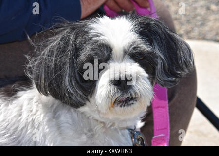 Un bianco e nero cane al guinzaglio con il suo guinzaglio. Il cane è una razza rara denominata kyi leo. Kyi leo hanno audizione acuta e sono utilizzati come cani da guardia. Foto Stock