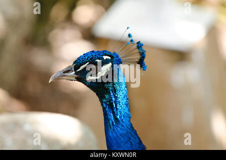 Testa di pavone ritratto. Close-up Foto Stock