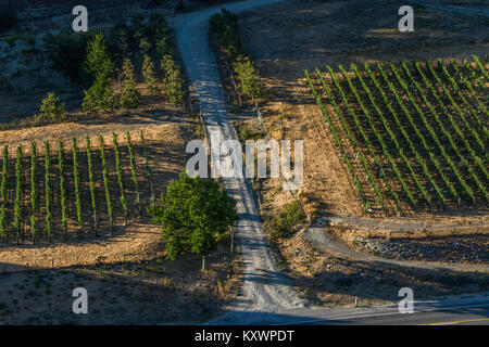 Vigneti in Kawarau River Valley, Nuova Zelanda Foto Stock