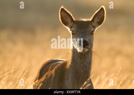 Close up di un sorprendente wild Red Deer in bella luce del sole sull'isola di Islay