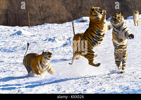 Lotta contro le tigri siberiane in tiger conservation park in Hailin, Heilongjiang provincia nord-est della Cina Foto Stock