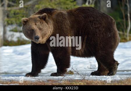 Maschio dominante dell'Orso bruno (Ursus arctos) nella luce del tramonto sulla palude nella foresta di primavera. Foto Stock