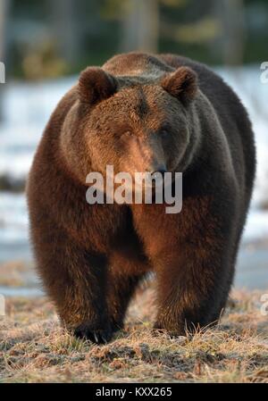 Maschio dominante dell'Orso bruno (Ursus arctos) nella luce del tramonto sulla palude nella foresta di primavera. Foto Stock