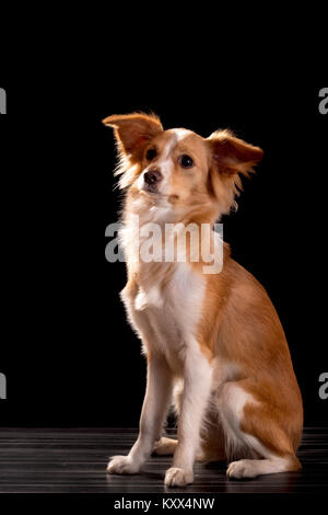 Bella rossa con un cane bianco su sfondo nero Foto Stock