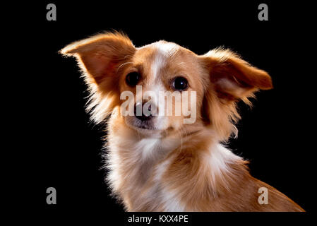 Bella rossa con un cane bianco su sfondo nero Foto Stock