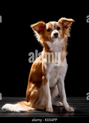 Bella rossa con un cane bianco su sfondo nero Foto Stock