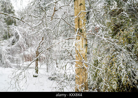Betula grossa. Ciliegia giapponese betulla nella neve in inverno. Batsford Arboretum, Cotswolds, Moreton-in-Marsh, Gloucestershire, Inghilterra Foto Stock