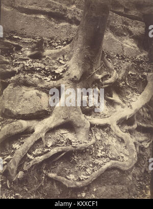 Eugène Atget (francese - radici di albero, Saint-Cloud - Google Art Project Foto Stock