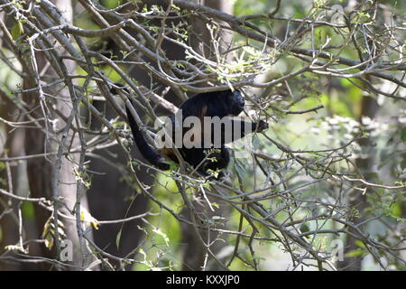 Scimmie urlatrici condurre una vita tranquilla evitando il contatto umano in Costa Rica. Il forte maschio possono essere ascoltati a day break in pochi luoghi nella penisola di Nicoya Foto Stock