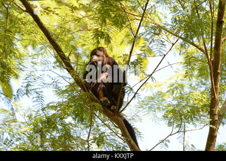 Scimmie urlatrici condurre una vita tranquilla evitando il contatto umano in Costa Rica. Il forte maschio possono essere ascoltati a day break in pochi luoghi nella penisola di Nicoya Foto Stock