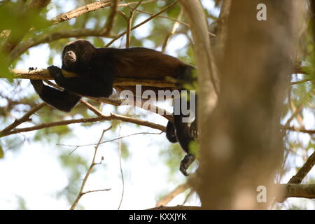 Scimmie urlatrici condurre una vita tranquilla evitando il contatto umano in Costa Rica. Il forte maschio possono essere ascoltati a day break in pochi luoghi nella penisola di Nicoya Foto Stock