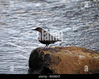 Un bilanciere (Cinclus cinclus) in buona luce arroccata su una roccia in un flusso rapido flusso di altopiano in Cumbria,l'Inghilterra,UK Foto Stock