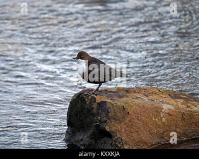 Un bilanciere (Cinclus cinclus) in buona luce arroccata su una roccia in un flusso rapido flusso di altopiano in Cumbria,l'Inghilterra,UK Foto Stock