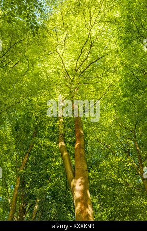 Lungo il sentiero Mortimer lunga distanza sentiero in Herefordshire, UK, all'inizio dell'estate. Faggio nuove foglie degli alberi lungo il percorso Foto Stock