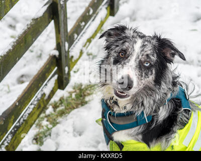 Giovani (c. 7 mesi) Blue Merle Border Collie nella neve indossando un cablaggio e di alta visibilità giacca. Foto Stock