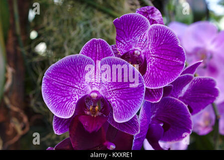 Purple phalaenopsis ibrido (moth orchid) Foto Stock