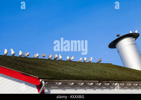 Gabbiani sul tetto di un salmone Cannery edificio di Steveston, British Columbia, Foto Stock