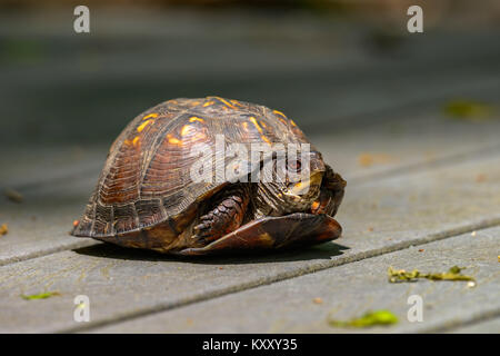 Tartaruga scatola orientale (Terrapene carolina) che cammina nel suo habitat naturale boschivo in una calda giornata di sole in Nord America Foto Stock