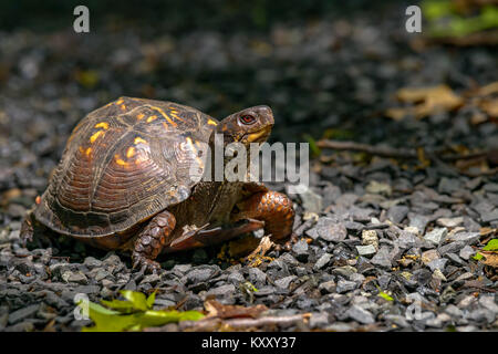 Tartaruga scatola orientale (Terrapene carolina) che cammina nel suo habitat naturale boschivo in una calda giornata di sole in Nord America Foto Stock