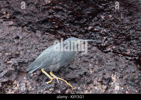 Le Galapagos Heron o airone di lava, ( Butorides sundevalli ), su roccia lavica isola Rabida, Isole Galapagos Ecuador America del Sud Foto Stock