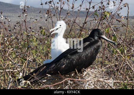 Magnifica Frigatebird, adulti & pulcino nel nido ( Fregata magnificens ), San Cristobal Island, Isole Galapagos Ecuador America del Sud Foto Stock