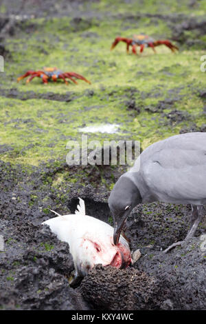 Gabbiano lava ( Leucophaeus fuliginosus ) alimentazione su un pesce morto, San Cristobal Island, Isole Galapagos Ecuador America del Sud Foto Stock