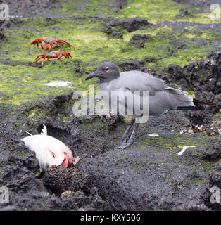 Gabbiano lava ( Leucophaeus fuliginosus ) alimentazione su un pesce morto, San Cristobal Island, Isole Galapagos Ecuador America del Sud Foto Stock