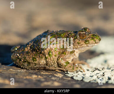 Maschio adulto Balkan ramarro (Lacerta trilineata) sull'isola greca di Kos Foto Stock