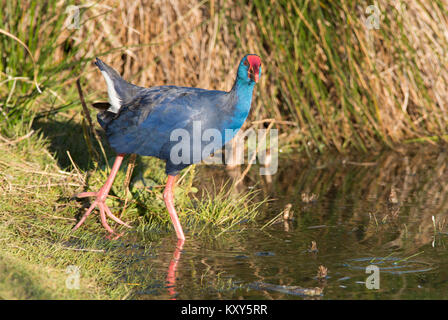 Purple Swamphen porfiria Porphyrio camminando in una zona umida in Algarve in Portogallo. Foto Stock