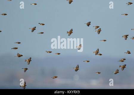 Twite (Carduelis flavirostris) in volo Foto Stock