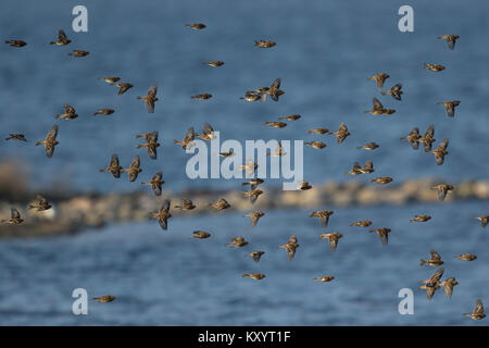 Twite (Carduelis flavirostris) in volo Foto Stock