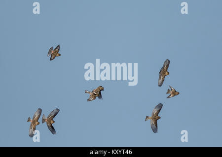 Twite (Carduelis flavirostris) in volo Foto Stock