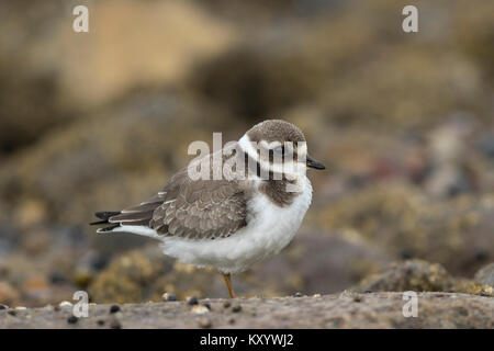 Di inanellare Plover capretti (Charadrius hiaticula) Foto Stock