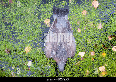 Regno Unito. Un morto woodpigeon galleggianti a faccia in giù sulla superficie di uno stagno, tra lenticchia d'acqua e caduta foglie Foto Stock