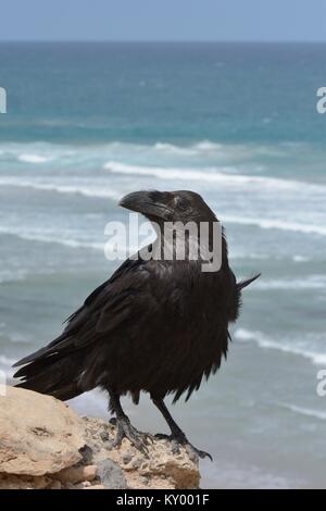 Isola Canarie Corvo Imperiale (Corvus corax tingitanus) adulto arroccato sulla scogliera sul mare edge, Fuerteventura, Isole Canarie, maggio. Foto Stock