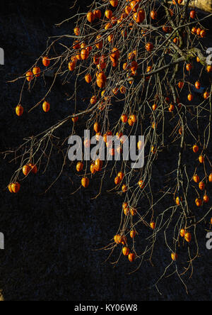 Persimmon tree con frutti in autunno in foresta. Foto Stock