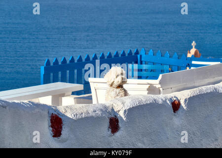 Curioso lapdog bianco su bianco overooking terrazza sul mare di Oia - Santorini, Grecia. Foto Stock