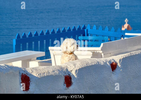 Curioso lapdog bianco su bianco overooking terrazza sul mare di Oia - Santorini, Grecia. Foto Stock