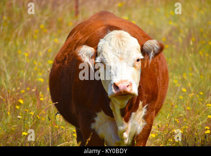 Una grande mucca in un campo di tarassaco - è incinta. Foto Stock