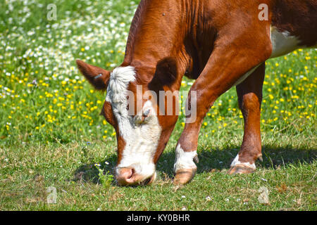 Mucca vicino al pascolo fino ad un campo di fiori in background. Dettagli della mucca. Foto Stock