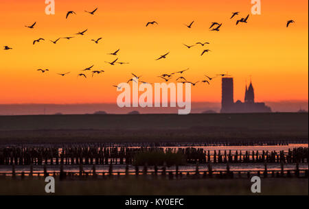 Vista del foreland est di Mandø con Ribe Cathedral in background, con battenti Graylag Goose (Anser anser) Foto Stock