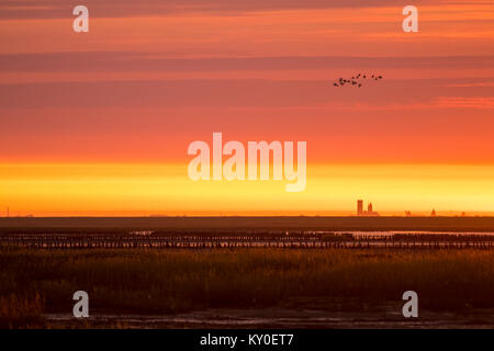 Vista del foreland est di Mandø con Ribe Cathedral in background e Shelducks in volo Foto Stock