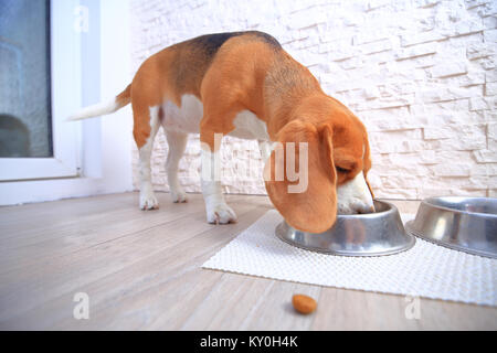 Cani cibo sfondo. Pezzo di alimentazione del cane sul mangiare cane beagle sfondo. Foto Stock