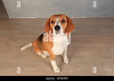 Cane Beagle guardando verso l'alto. Il cane si siede sul pavimento in legno con occhi tristi. Foto Stock