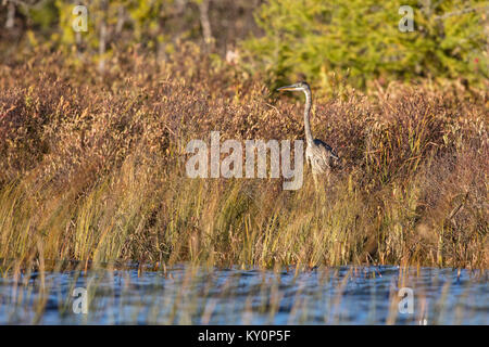 MAYNOOTH, Ontario, Canada - 20 Ottobre 2017: un airone blu / Ardea Erodiade la caccia di cibo. Foto Stock