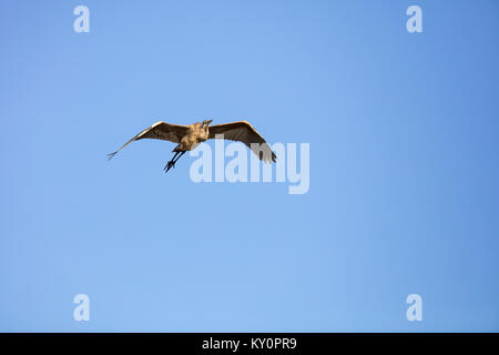 MAYNOOTH, Ontario, Canada - 20 Ottobre 2017: un airone blu / Ardea Erodiade la caccia di cibo. Foto Stock