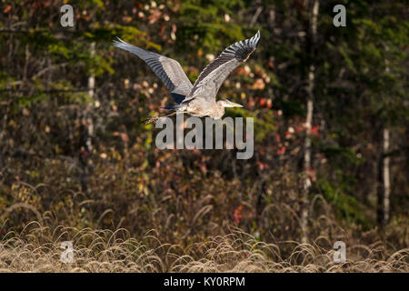 MAYNOOTH, Ontario, Canada - 20 Ottobre 2017: un airone blu / Ardea Erodiade la caccia di cibo. Foto Stock